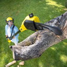 Professional Tree Services in Cathedral City, CA