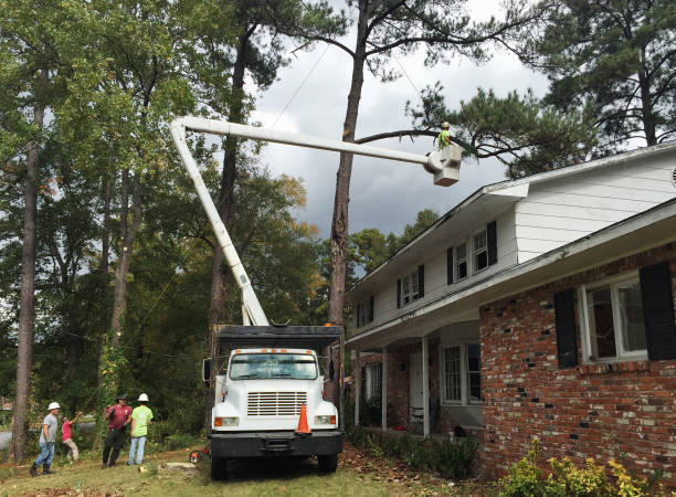 How Our Tree Care Process Works  in  Cathedral City, CA