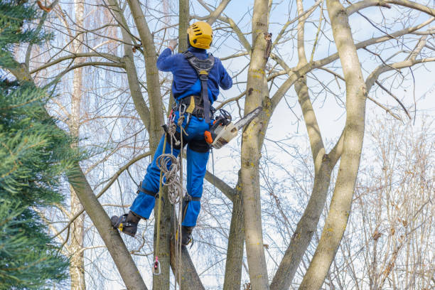 Best Tree Maintenance Programs  in Thedral City, CA