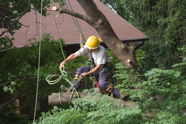 Best Tree Preservation Services  in Thedral City, CA