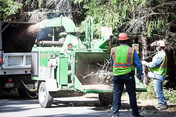 Best Tree Risk Assessment  in Thedral City, CA