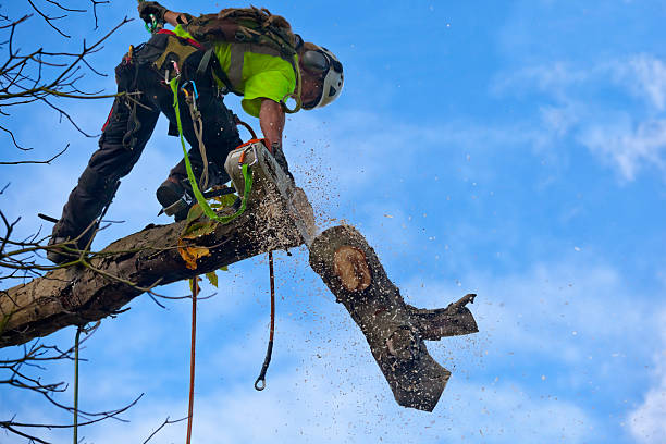 Best Tree Removal Service  in Thedral City, CA